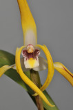 Maxillaria triloris. Close-up.