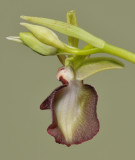 Ophrys sphegodes subsp. mammosa. Close-up from behind.