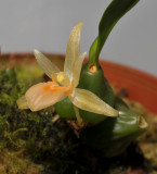 Panisea uniflora.