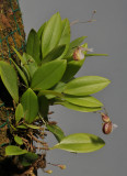 Pleurothallis cypripedioides.