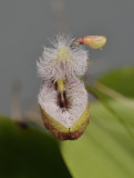 Pleurothallis cypripedioides. Close-up front.