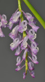 Schoenorchis juncifolia. Close-up.