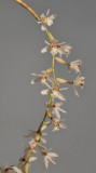 Coelogyne pholidotoides