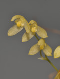 Bulbophyllum cylindrobulbum. Close-up.