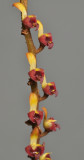 Bulbophyllum falcatum var. velutinum. (B. simonii). Closer.