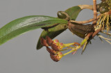 Bulbophyllum spathulatum.