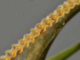 Dendrochilum pulcherrimum. Closer.