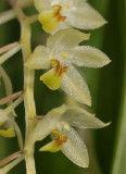 Dendrochilum sp. Close-up.