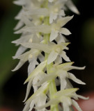 Dendrochilum sp. Close-up.