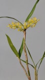 Pinalia xanthocheila
