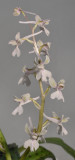 Orchis anatolica. Pale.