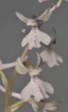 Orchis anatolica. Pale. Close-up.