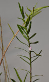 Poaephyllum selebicum