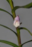 Poaephyllum selebicum. Close-up.