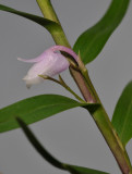 Poaephyllum selebicum. Close-up side.