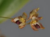 Bulbophyllum hirtulum. Close-up.
