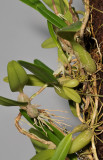 Bulbophyllum simplex