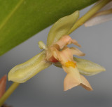 Chelonistele amplissima. Close-up side.