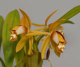 Coelogyne squamulosa. Closer.