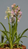 Dactylorhiza romana.