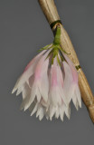 Dendrobium caliculi-mentum. Close-up.