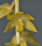 Dendrochilum uncatum var. uncatum. Close-up.