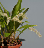 Dendrochilum glumaceum.