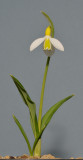 Galanthus plicatus Wendys Gold.