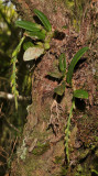 Bulbophyllum sambiranense