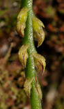 Bulbophyllum sambiranense. Close-up.