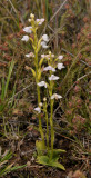 Cynorkis breviplectra. White.