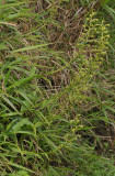 Habenaria chloroleuca