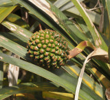 Pandanus montanus. Close-up.