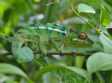 Chamaeleo pardalis.