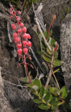 Agarista buxifolia