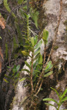 Angraecum corrugatum (Bonniera corrugata).