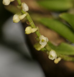 Angraecum tenellum. Close-up.