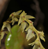 Bulbophyllum nutans. Close-up.