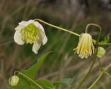 Clematis mauritiana. Close-up.