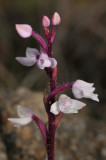Cynorkis breviplectra. Pink. Closer.