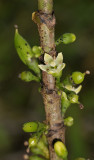 Geniostoma borbonicum. Close-up.