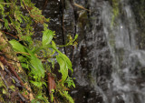 Liparis caulescens growing next to a waterfall.