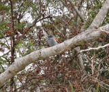 Oiseau-la-vierge (Terpsiphone bourbonnensis).