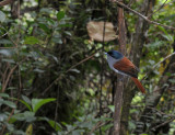 Oiseau-la-vierge (Terpsiphone bourbonnensis).