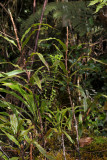 Oleandra distenta