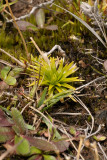 Eriocaulon striatum.