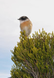 Tec-tec. (Saxicola tectes).