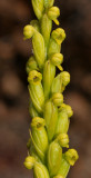 Tylostigma perrieri. Close-up.