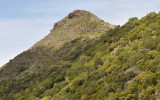 Volcanic vegetation.