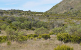 Volcanic vegetation.